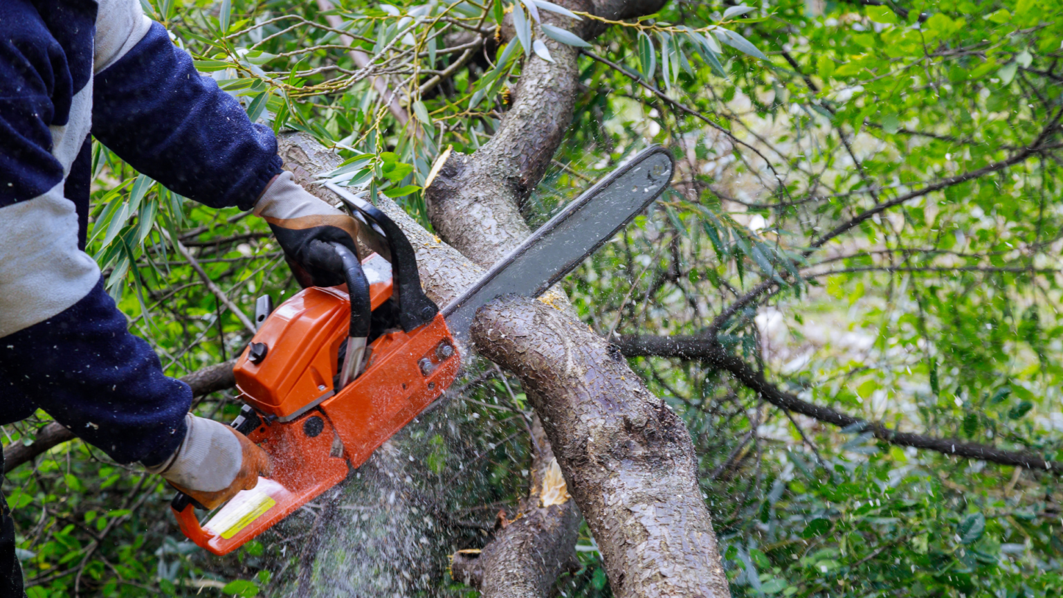 Tree Cutter Glasgow Explained: Services, Costs & What to Expect - Casey ...